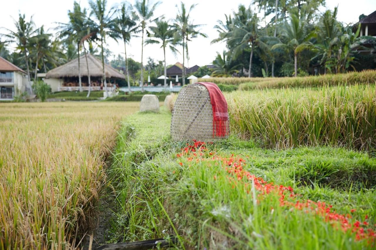 Mathis Retreat Ubud Екстер'єр фото